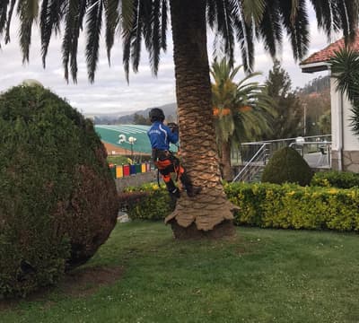 Carlos Maseda - Jardinería en Narón